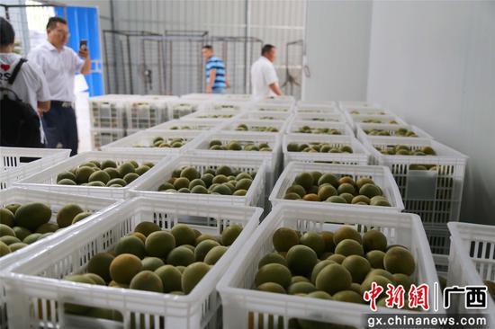 广西融水:村里有工厂 致富有盼头——自然乡村的振兴之路